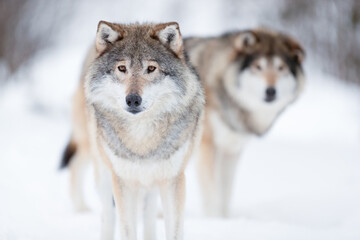 Naklejka premium Alert wolves standing on snowy white winter landscape