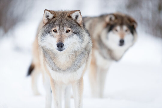 Alert wolves standing on snowy white winter landscape