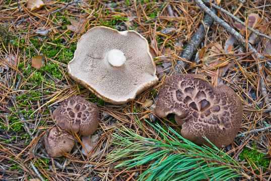  Mushroom Sarcodon imbricatus