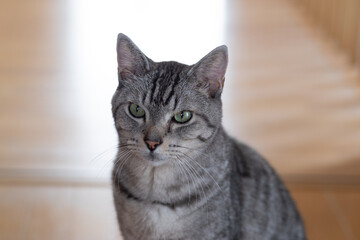 見つめる猫　サバトラ猫