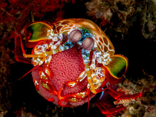 Mantis Shrimp mit Eiern