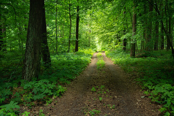 Fototapeta na wymiar A dirt road through a dense and green forest in Poland