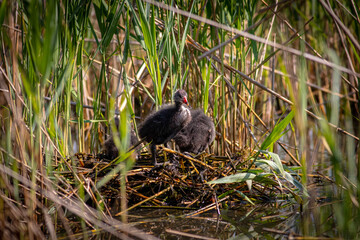 Gallinella d'acqua nel nido, moorhen in the nest