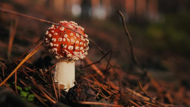 a small toadstool that grows in a coniferous forest. bright red amanita on a dark brown background. red fly agaric with white spots. Mushrooms in the autumn forest.