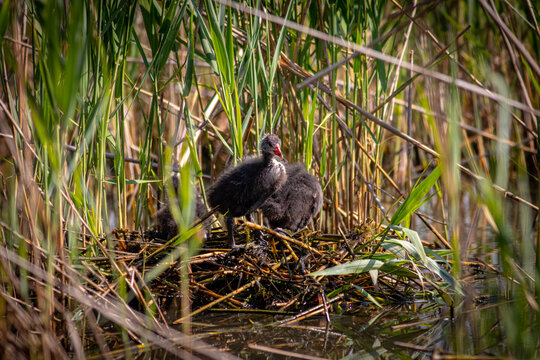 Gallinella d'acqua nel nido, moorhen in the nest