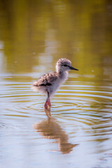 A little bird, Cavaliere D'Italia, Himantopus
