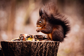 Hungry squirrel