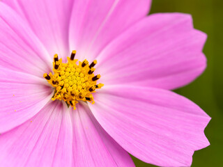 Fototapeta na wymiar ピンク色の鮮やかな秋桜