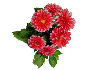 Red dahlia, flower bouquet with water drops, in full bloom, isolated from background, macro, top view, background for various graphic design, png file