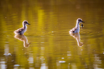 Two little birds, Cavaliere D'Italia, Himantopus
