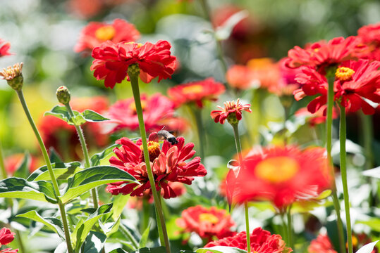 Red flowers on a summer day. Moro-sphinx foraging for Zinnia violacea flowers in a garden. 