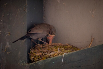 blackbird, merlo 