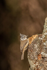 crested tit, cincia dal ciuffo
