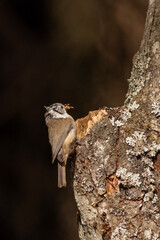 crested tit, cincia dal ciuffo
