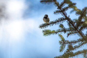 bird on a branch