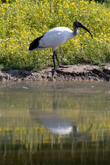 ibis sacro, sacred ibis 