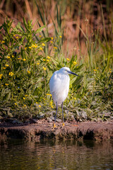 great blue heron