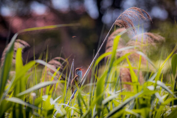 Great Reed Warbler, cannareccione 