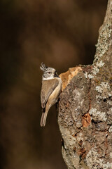 crested tit, cincia dal ciuffo