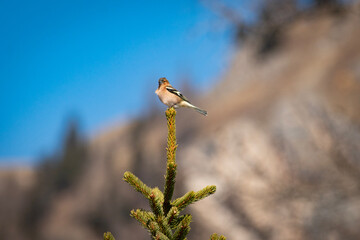 chaffinch on a branch, fringuello in un ramo
