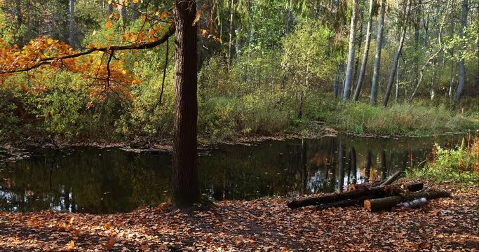 Leaf fall against the background of a smooth flowing river. Slow motion.