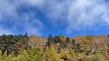Fototapeta premium Could you get the temple and foliage in the background？