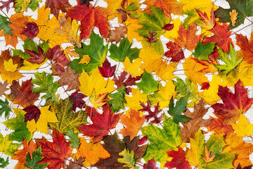 Autumn background with different colored leaves
