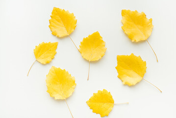 Yellow aspen leaves on a white background. Autumn leaves.