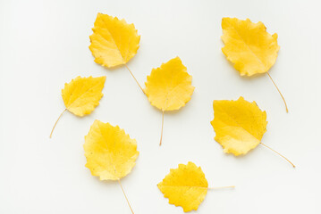 Naklejka premium Yellow aspen leaves on a white background. Autumn leaves.