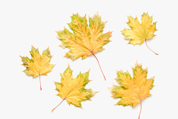 Autumn leaves on a white background. Maple leaves on a white background. Autumn maple leaves.