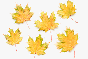 Naklejka na ściany i meble Autumn leaves on a white background. Maple leaves on a white background. Autumn maple leaves.