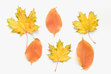 Autumn leaves on a white background. Maple leaves on a white background. Autumn maple leaves.