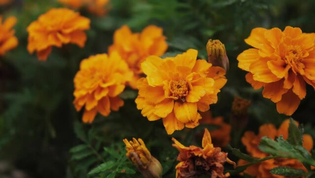 orange marigolds in a flower garden. bright orange flowers on a muted green background.