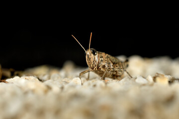 Saltamontes (caelíferos) macrofortografia 