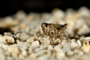 Saltamontes (caelíferos) macrofortografia 