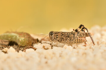 Saltamontes (caelíferos) macrofortografia 
