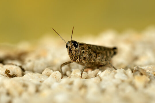 Saltamontes (cael&iacute;feros) macrofortografia 