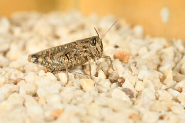 Saltamontes (caelíferos) macrofortografia 