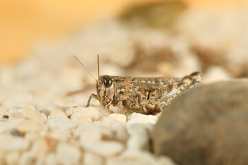 Saltamontes (caelíferos) macrofortografia 
