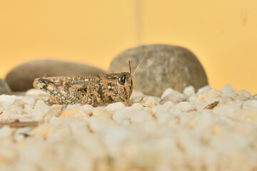 Saltamontes (caelíferos) macrofortografia 