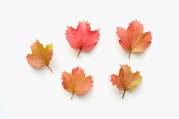 Autumn leaves isolated on white. Viburnum leaves on a white background. Autumn leaves of viburnum.