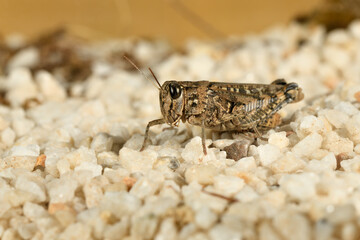 Saltamontes (caelíferos) macrofortografia 