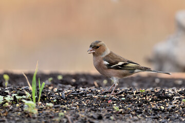Obraz premium pinzón vulgar (fringilla coelebs) en el estanque rodeado de vegetacion 