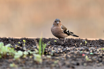pinzón vulgar (fringilla coelebs) en el estanque rodeado de vegetacion 