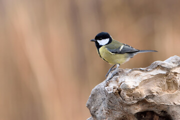 carbonero común (Parus major) posado en un viejo tronco