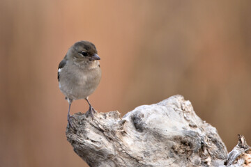 pinzón vulgar (Fringilla coelebs) posado en un tronco seco con fondo marron