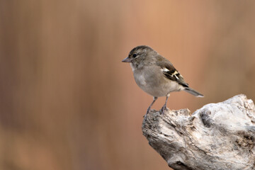 pinzón vulgar (Fringilla coelebs) posado en un tronco seco con fondo marron