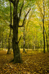 Fototapeta na wymiar Old oak tree in the autumn forest