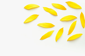 Leaves isolated on white background. Sunflower petals on a white background. Texture with yellow petals. Colored background.