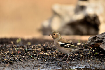  pinzón vulgar (Fringilla coelebs) comiendo en el borde del estanque